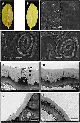 A Proposed Method for Simultaneous Measurement of Cuticular Transpiration From Different Leaf Surfaces in Camellia sinensis